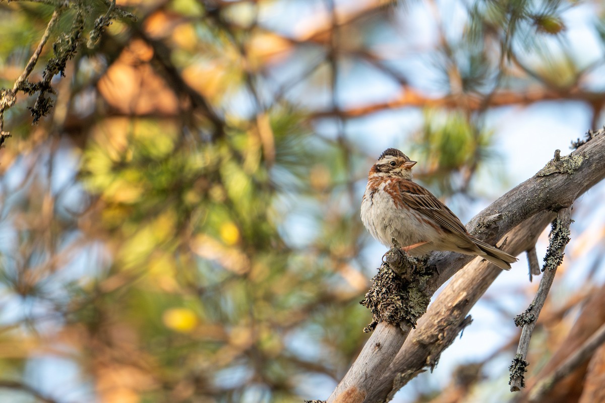 Rustic Bunting - ML638392257