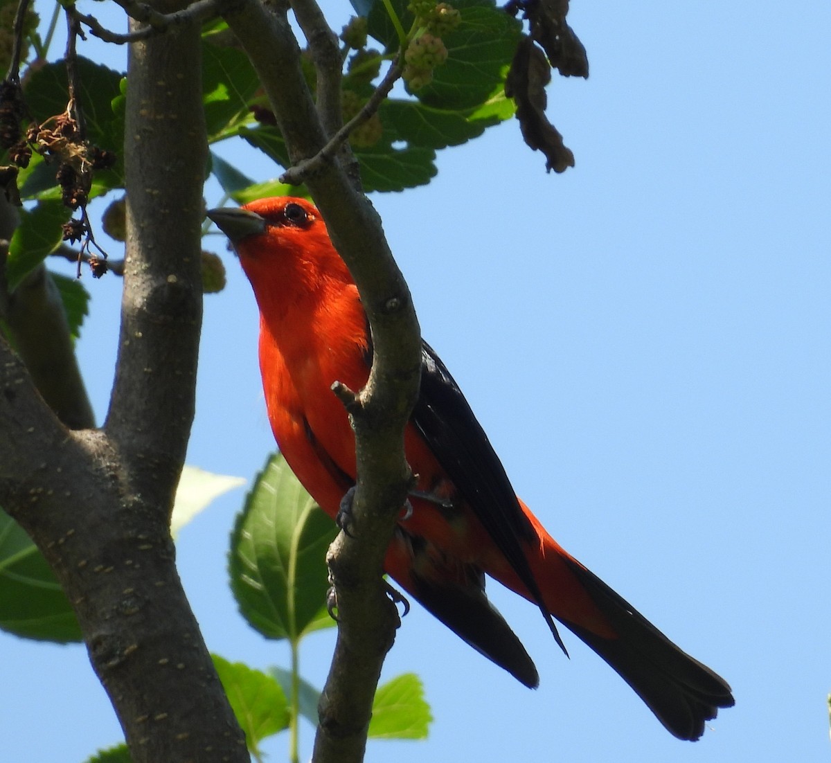 Scarlet Tanager - ML638392258