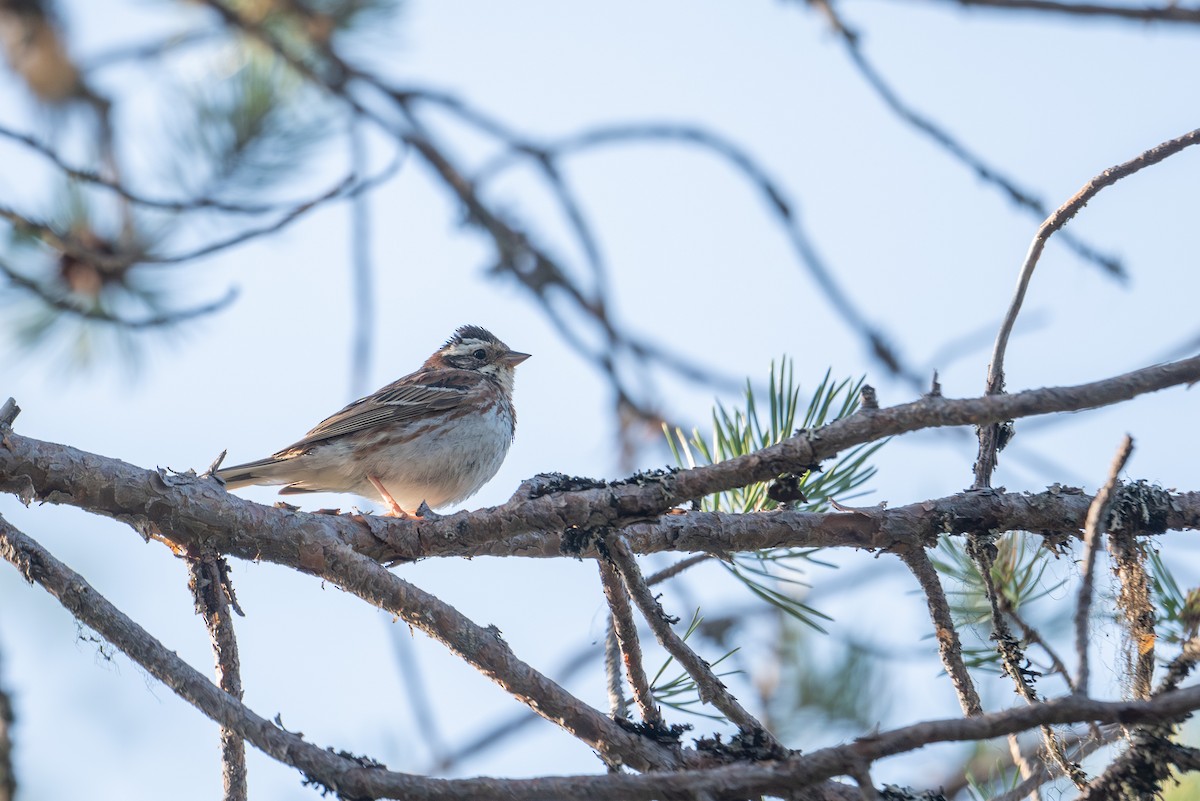 Rustic Bunting - ML638392259