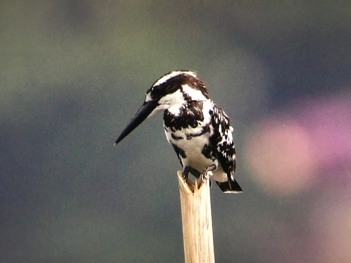 Pied Kingfisher - ML638392260