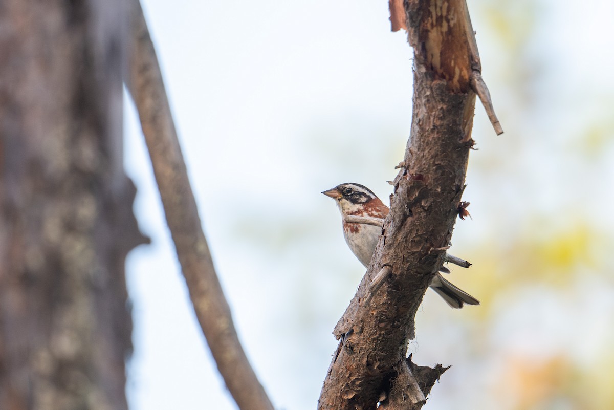 Rustic Bunting - ML638392261