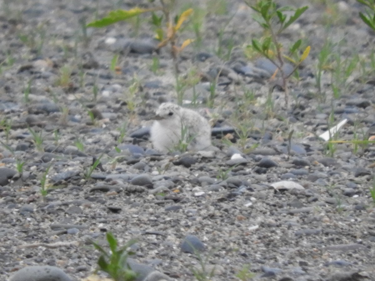 Least Tern - ML638392272