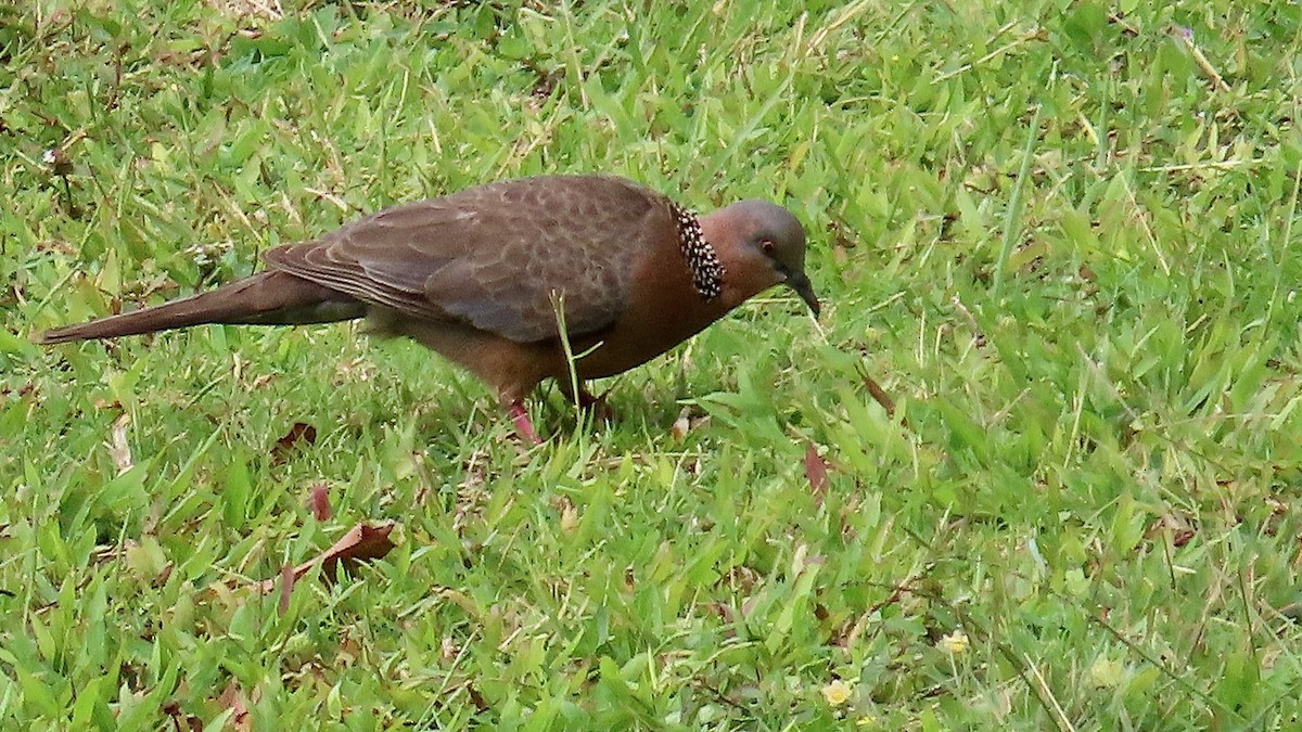Spotted Dove - ML638392290