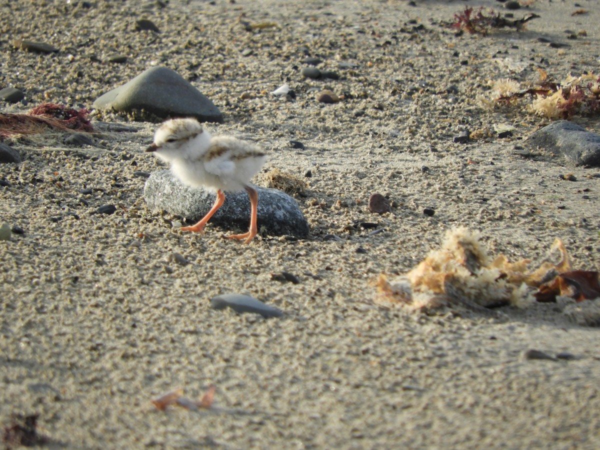 Piping Plover - ML638392308