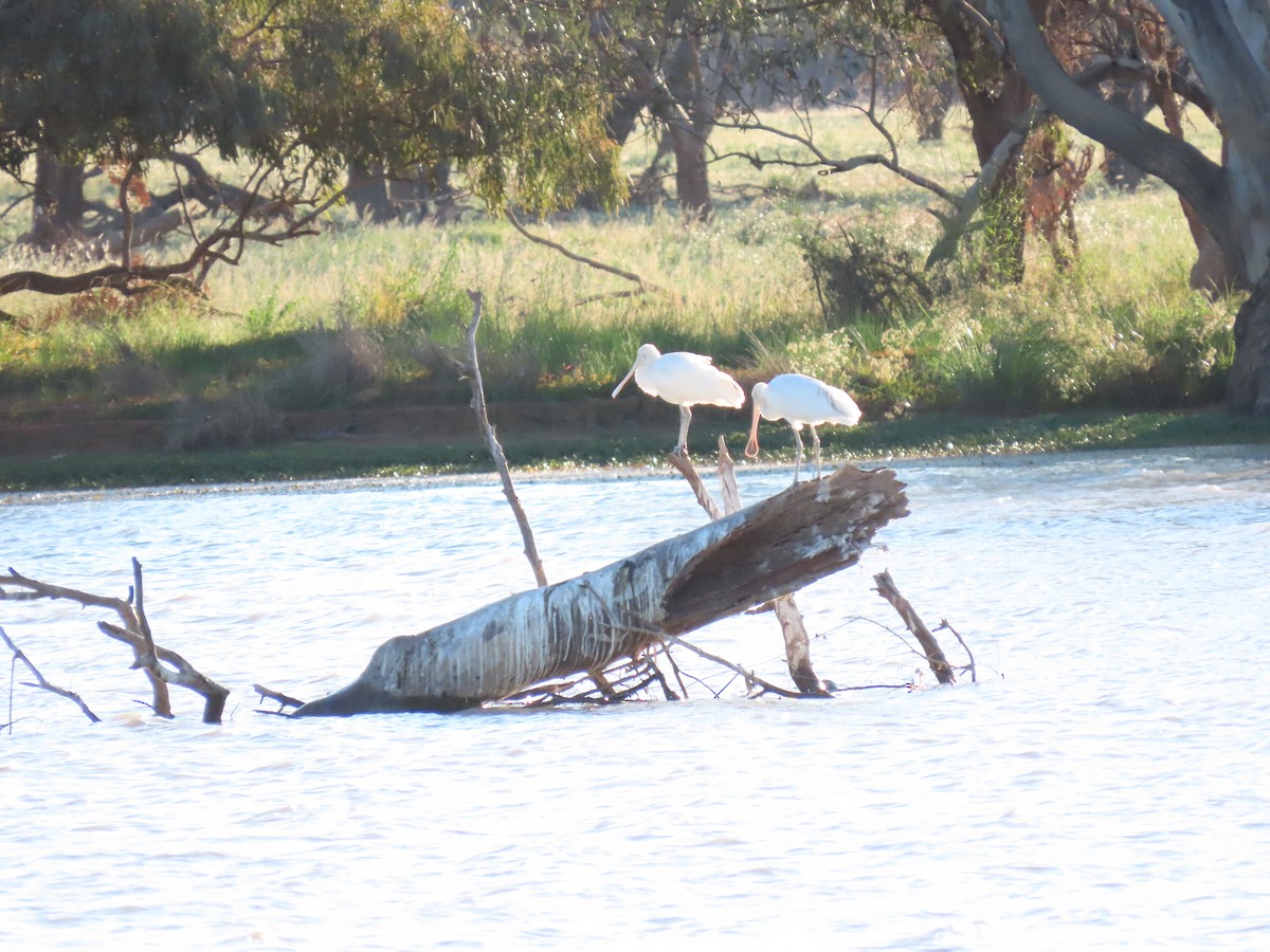 gulnebbskjestork - ML638392309