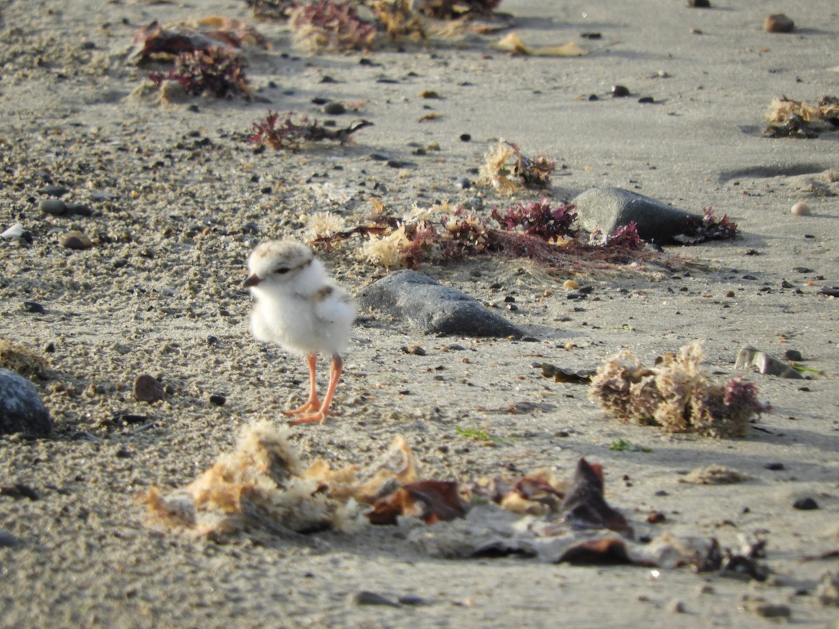 Piping Plover - ML638392318
