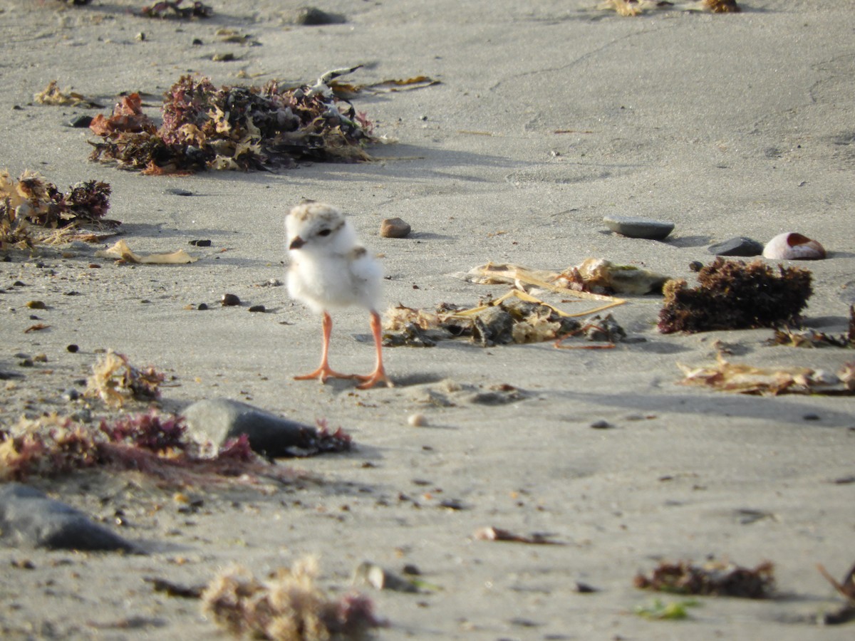 Piping Plover - ML638392321