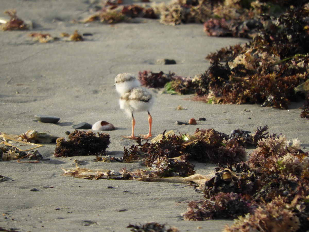 Piping Plover - ML638392322
