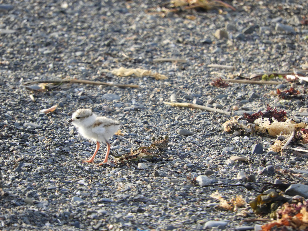 Piping Plover - ML638392323