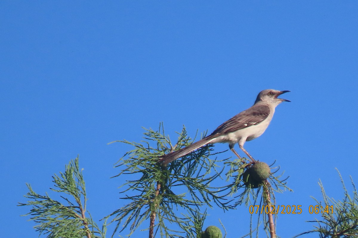 Northern Mockingbird - ML638392347
