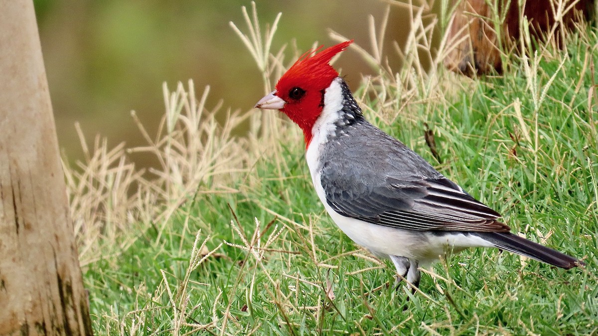 Red-crested Cardinal - ML638392348