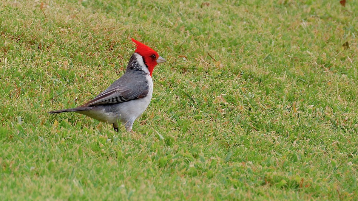 Red-crested Cardinal - ML638392349
