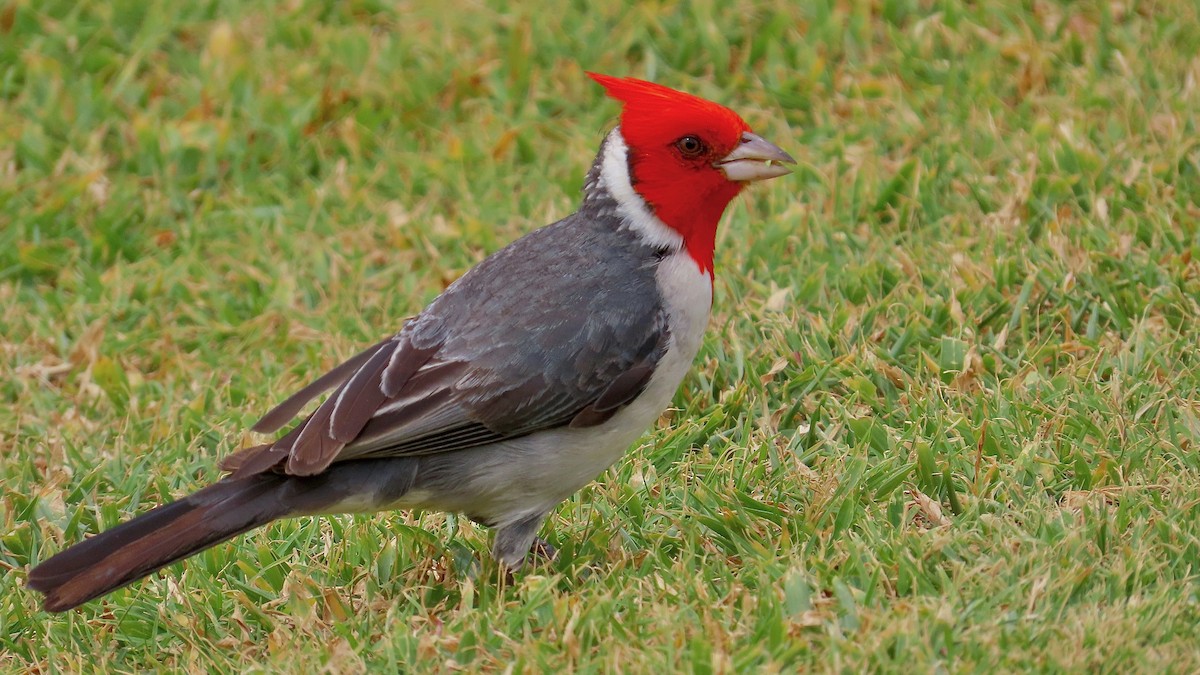 Red-crested Cardinal - ML638392350