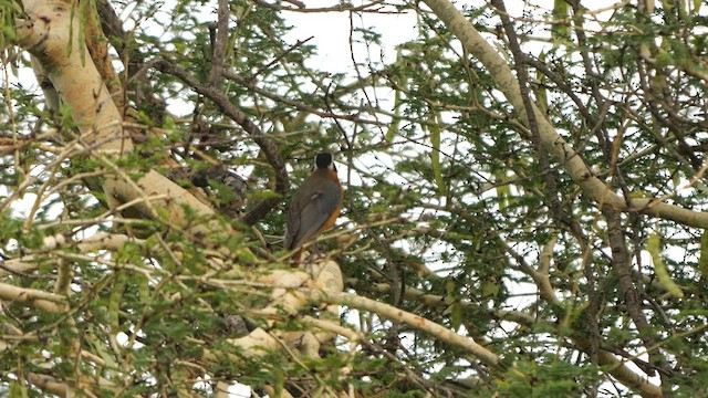 White-browed Robin-Chat - ML638392352