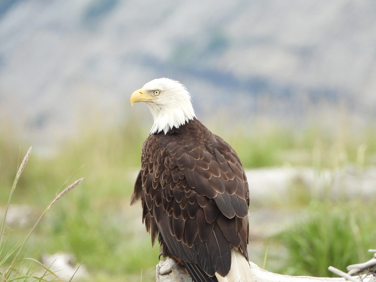 Bald Eagle - ML638392355