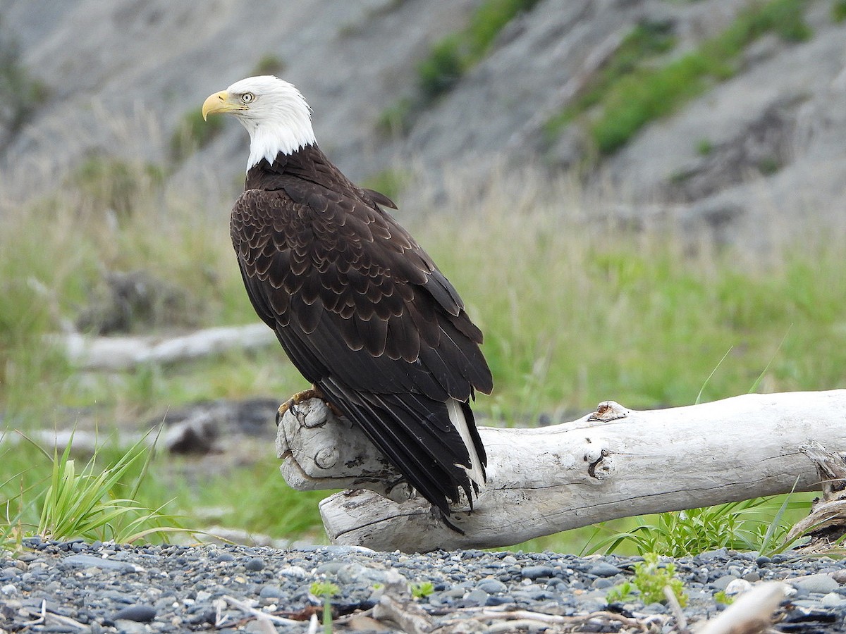 Bald Eagle - ML638392356