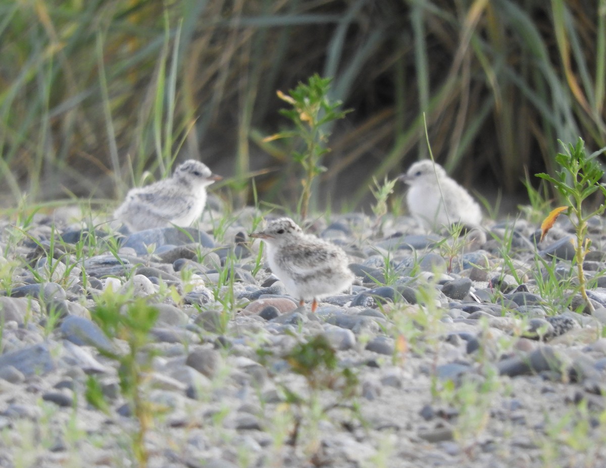 Least Tern - ML638392357