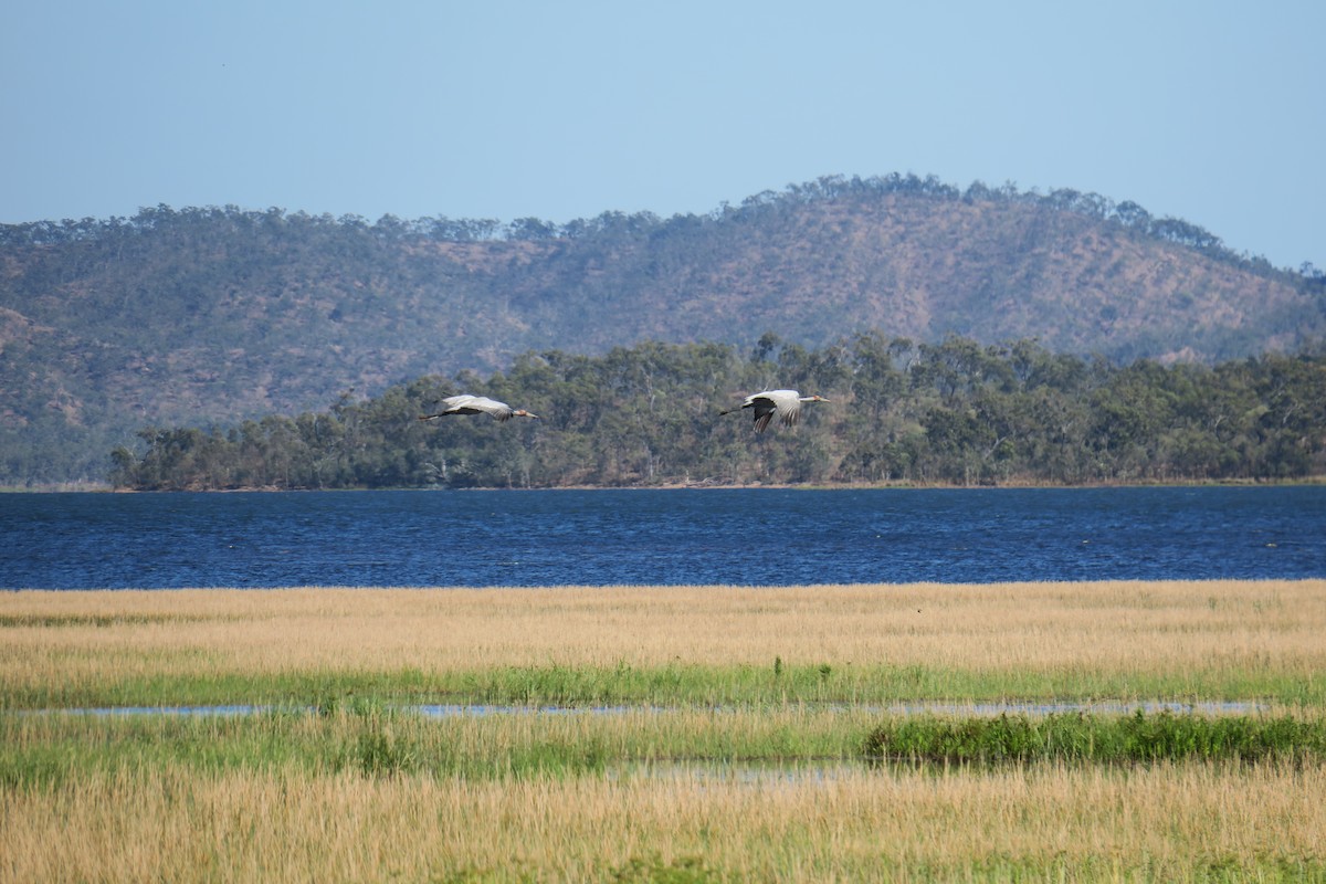 Brolga - ML638392362