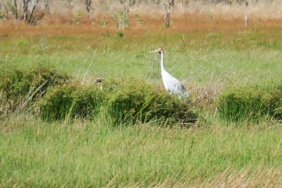 Brolga - ML638392363