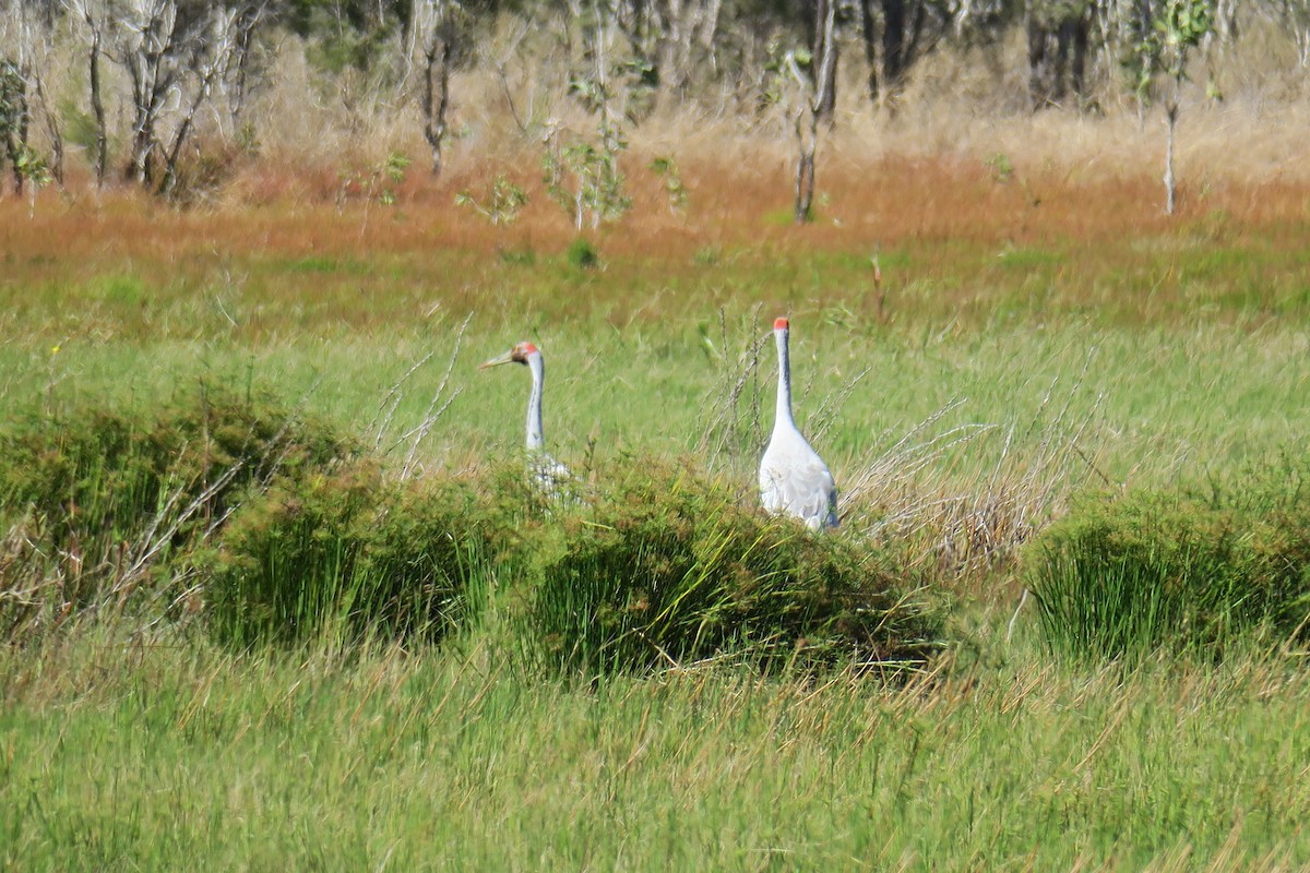 Brolga - ML638392364