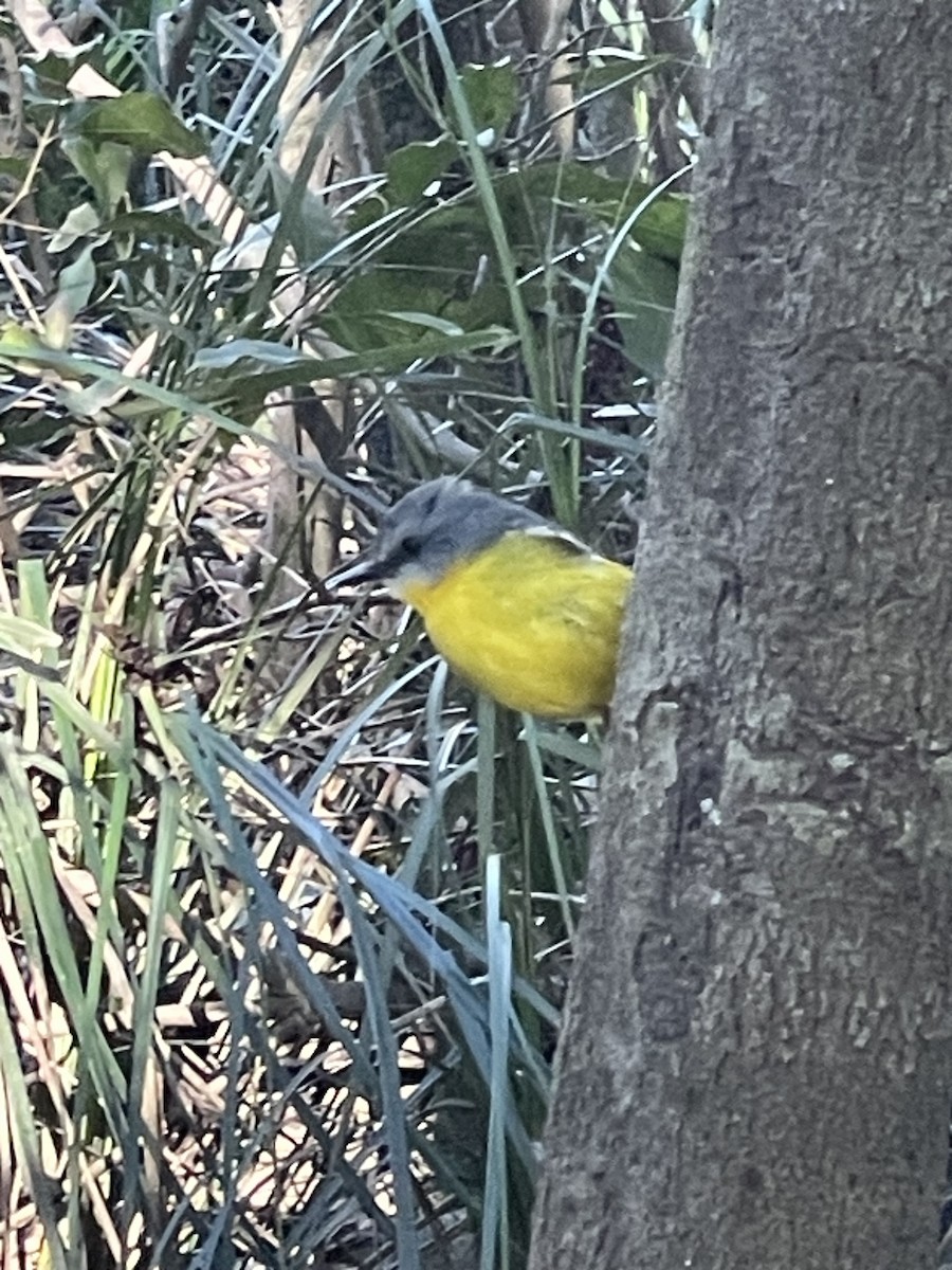 Eastern Yellow Robin - ML638392366