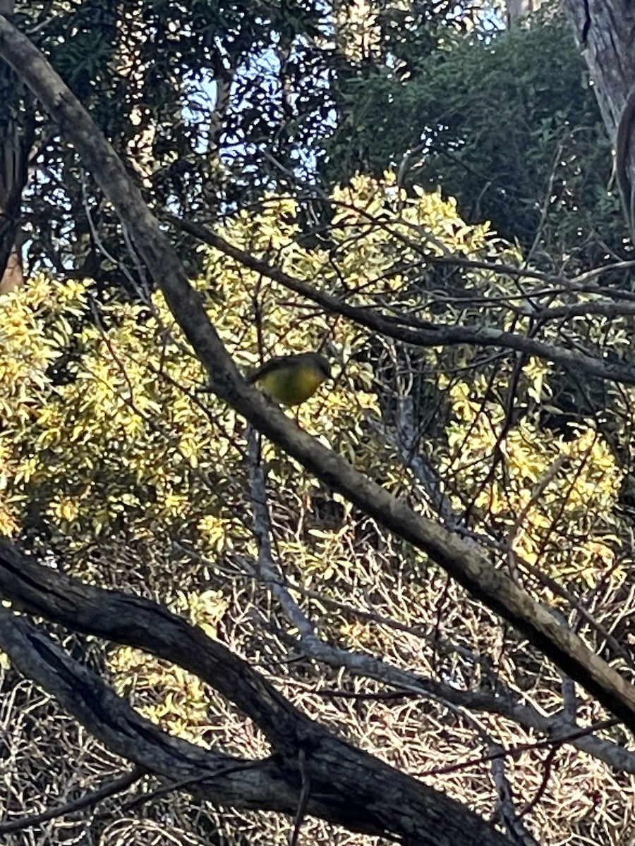 Eastern Yellow Robin - ML638392367