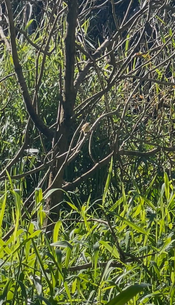 Golden-headed Cisticola - ML638392372
