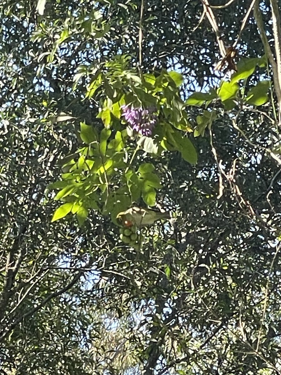 Silvereye - ML638392374