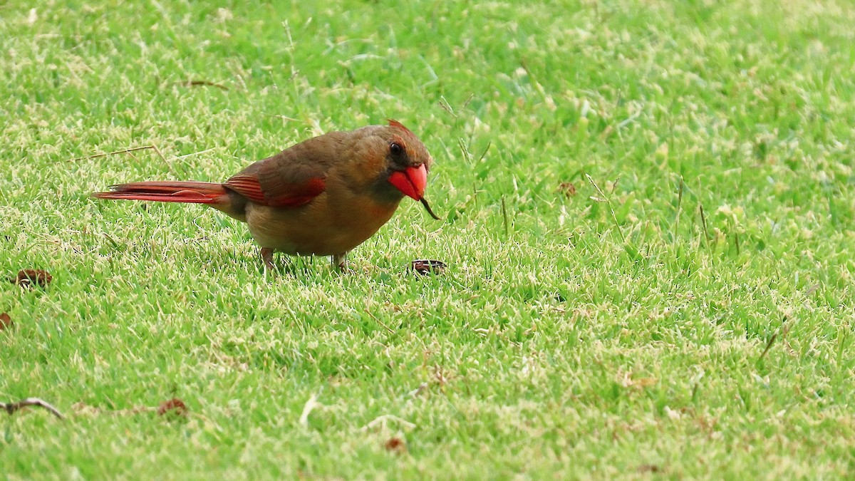 Northern Cardinal - ML638392375