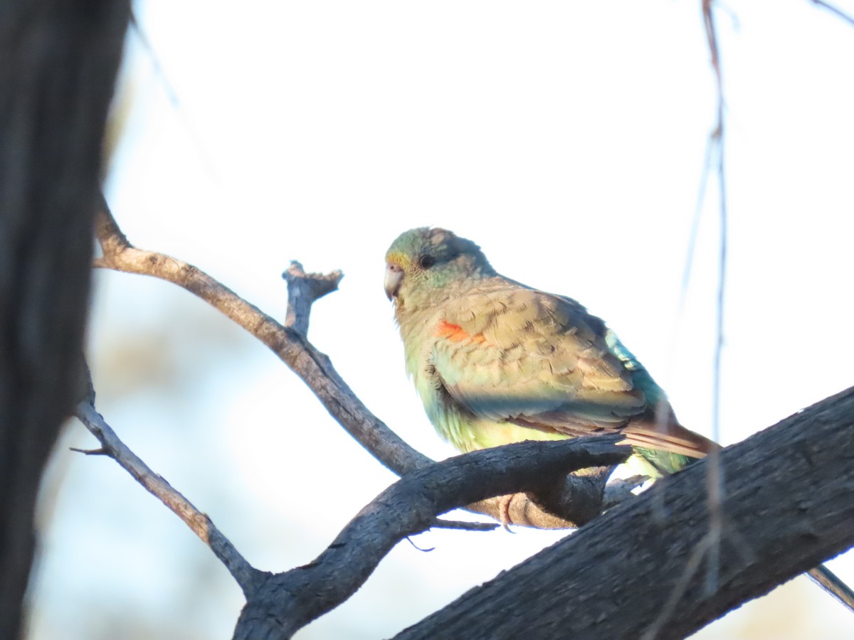 Mulga Parrot - ML638392379