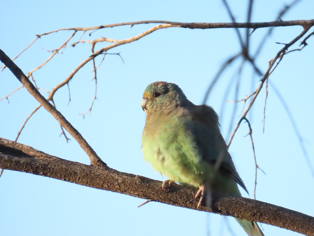 Mulga Parrot - ML638392381