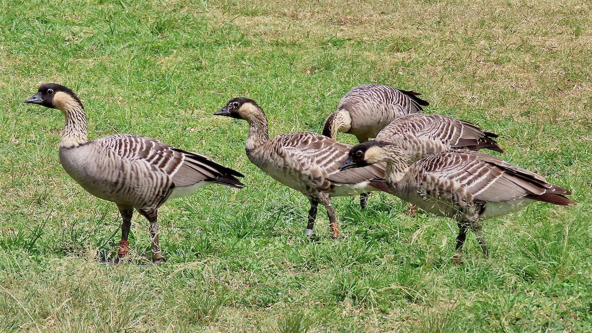 Hawaiian Goose - ML638392384