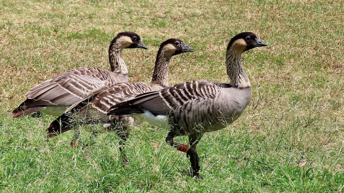 Hawaiian Goose - ML638392385