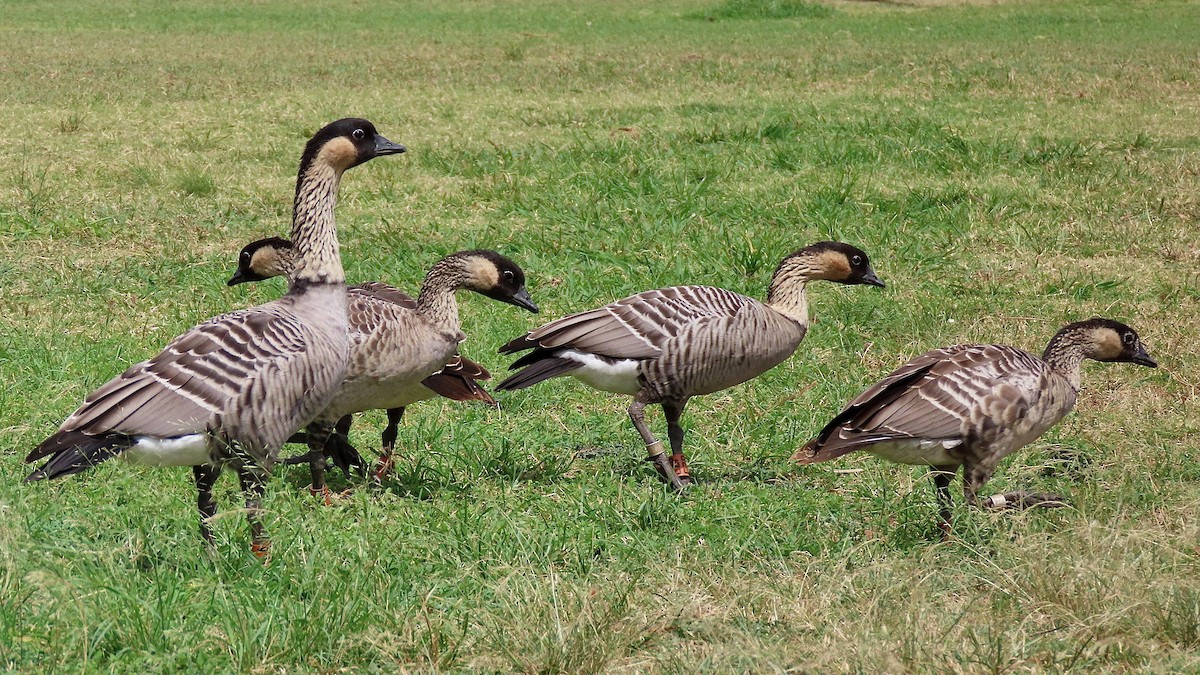 Hawaiian Goose - ML638392386