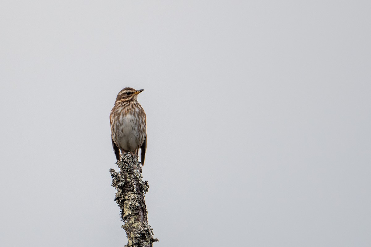 Redwing - ML638392387