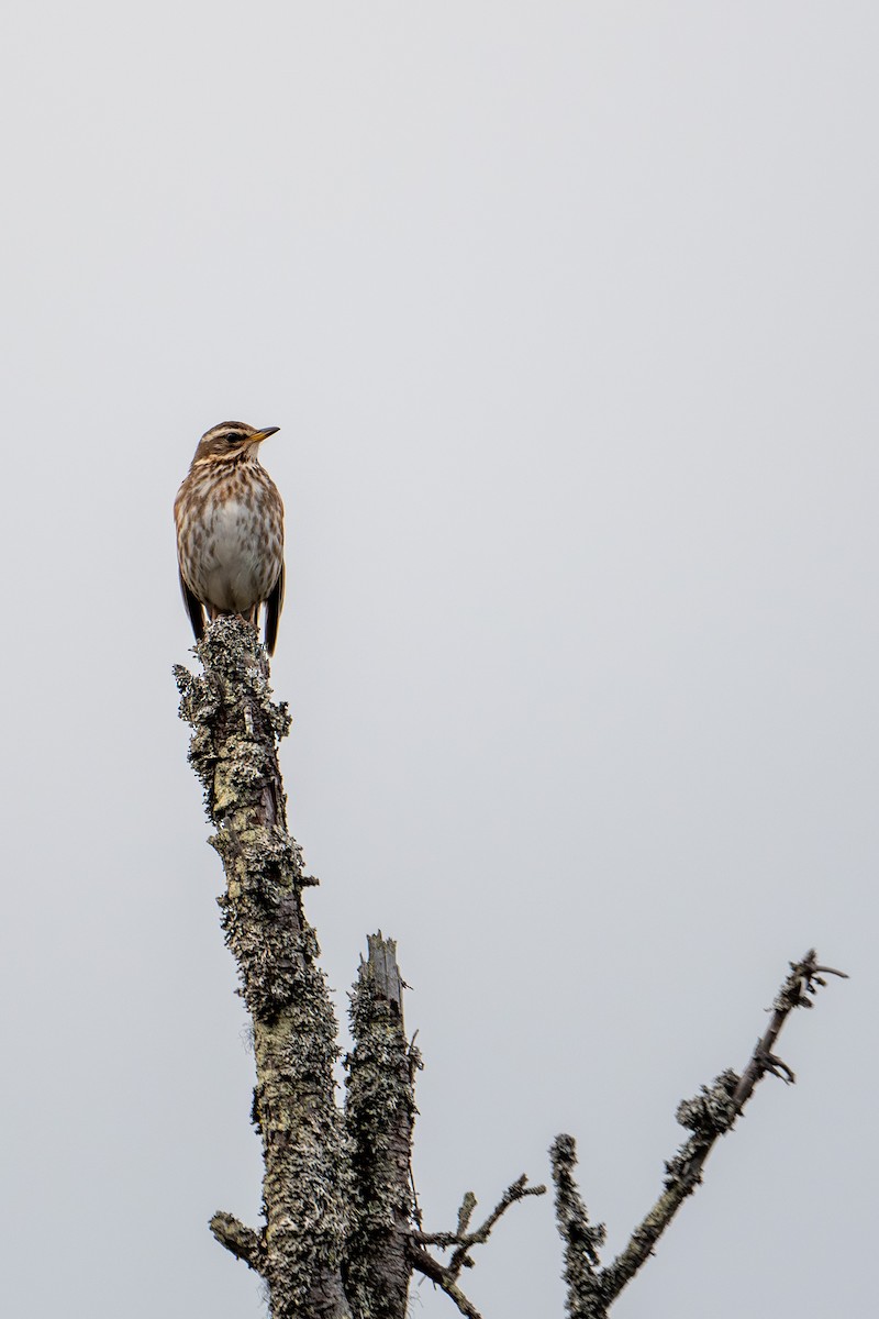Redwing - ML638392388