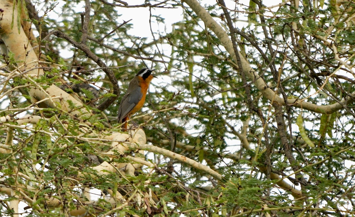 White-browed Robin-Chat - ML638392399