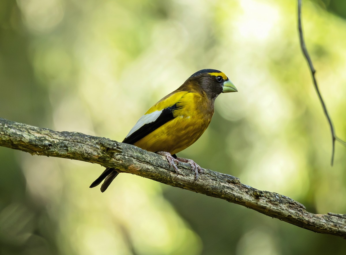 Evening Grosbeak - ML638392401