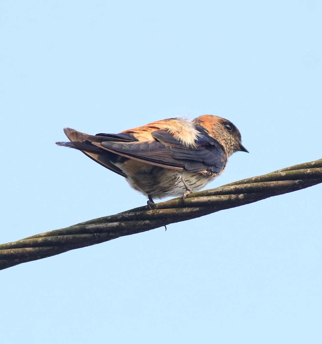 コシアカツバメ - ML638392424