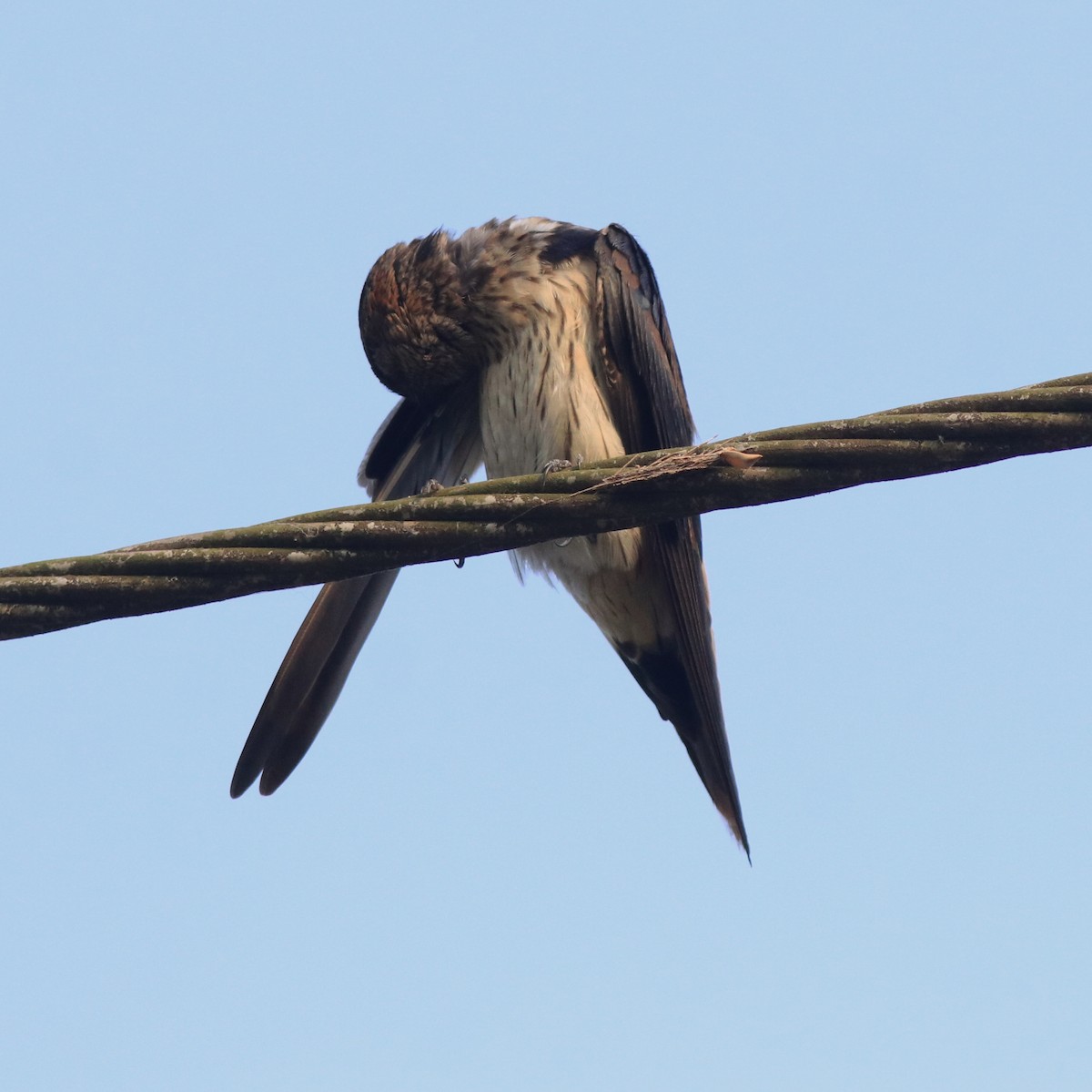 コシアカツバメ - ML638392425