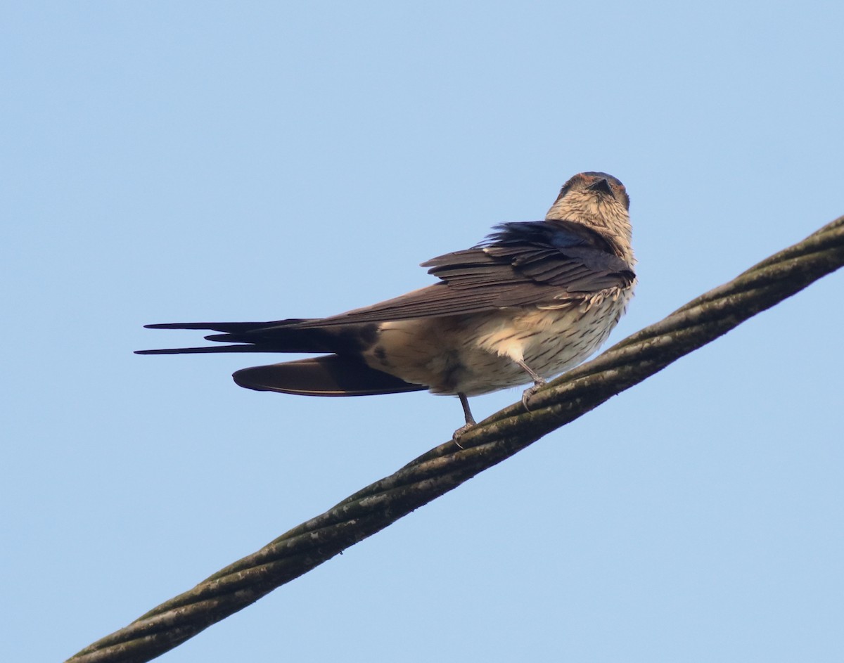 コシアカツバメ - ML638392427