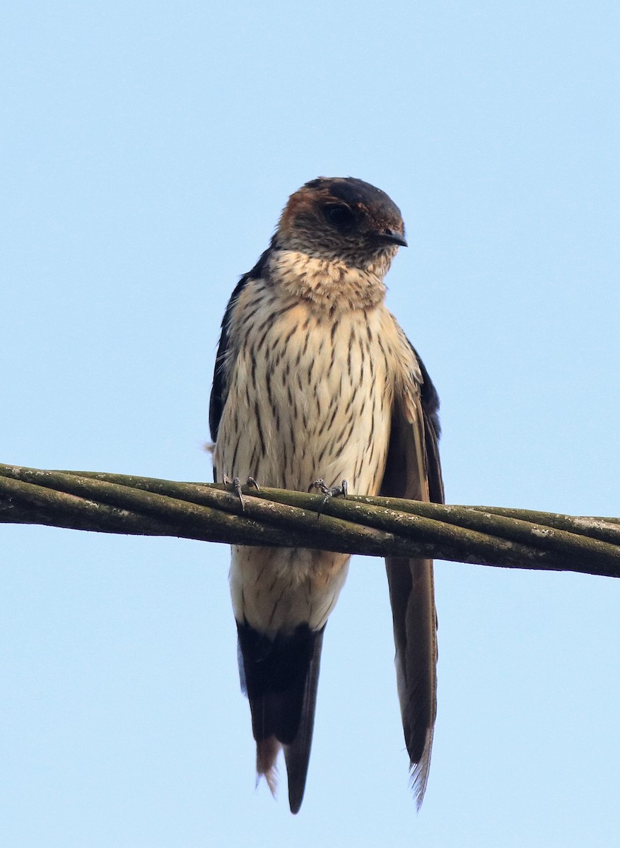 コシアカツバメ - ML638392431