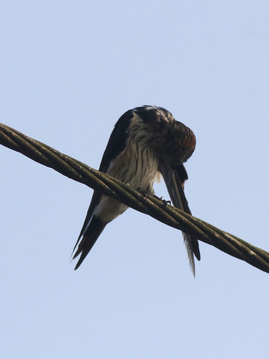 コシアカツバメ - ML638392433