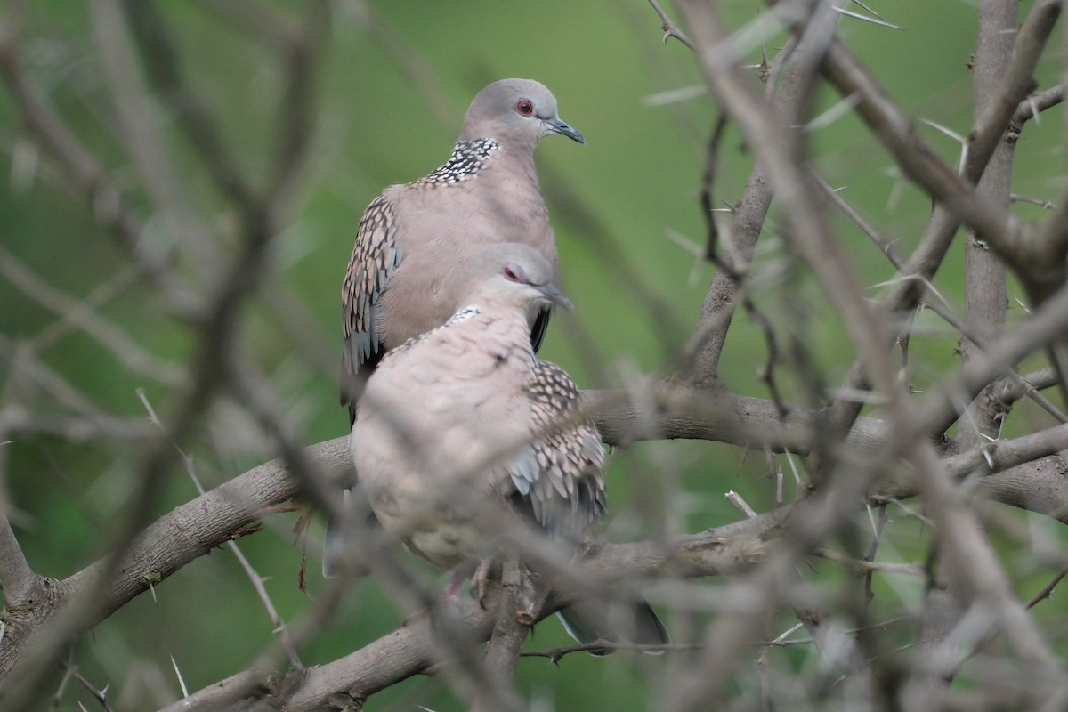 カノコバト - ML638392449