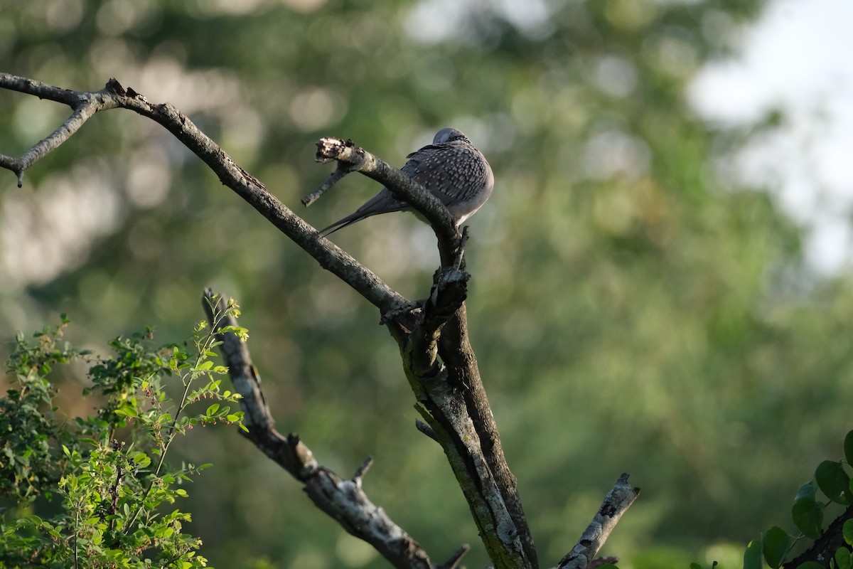 Spotted Dove - ML638392461