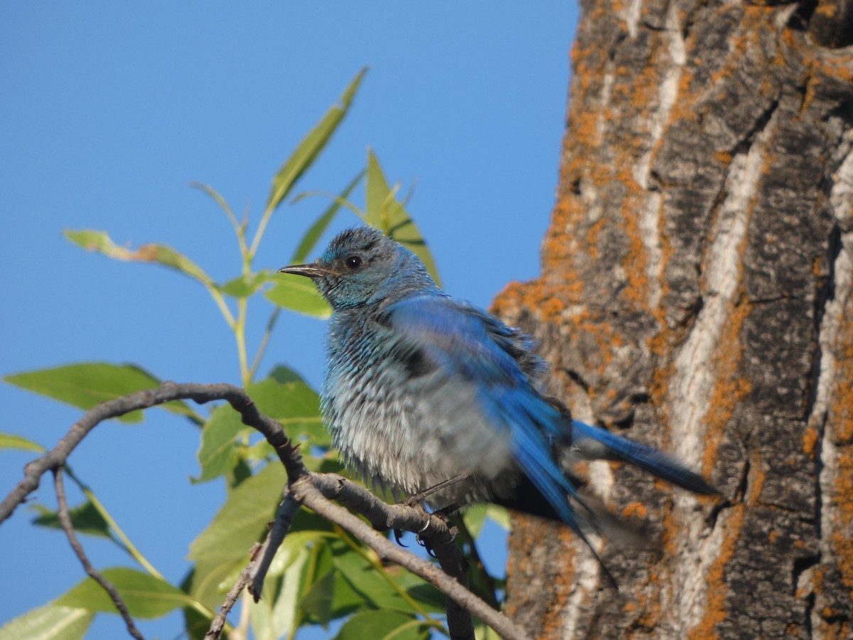 Mountain Bluebird - ML638392468