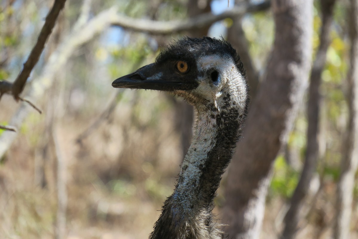 emu hnědý - ML638392511