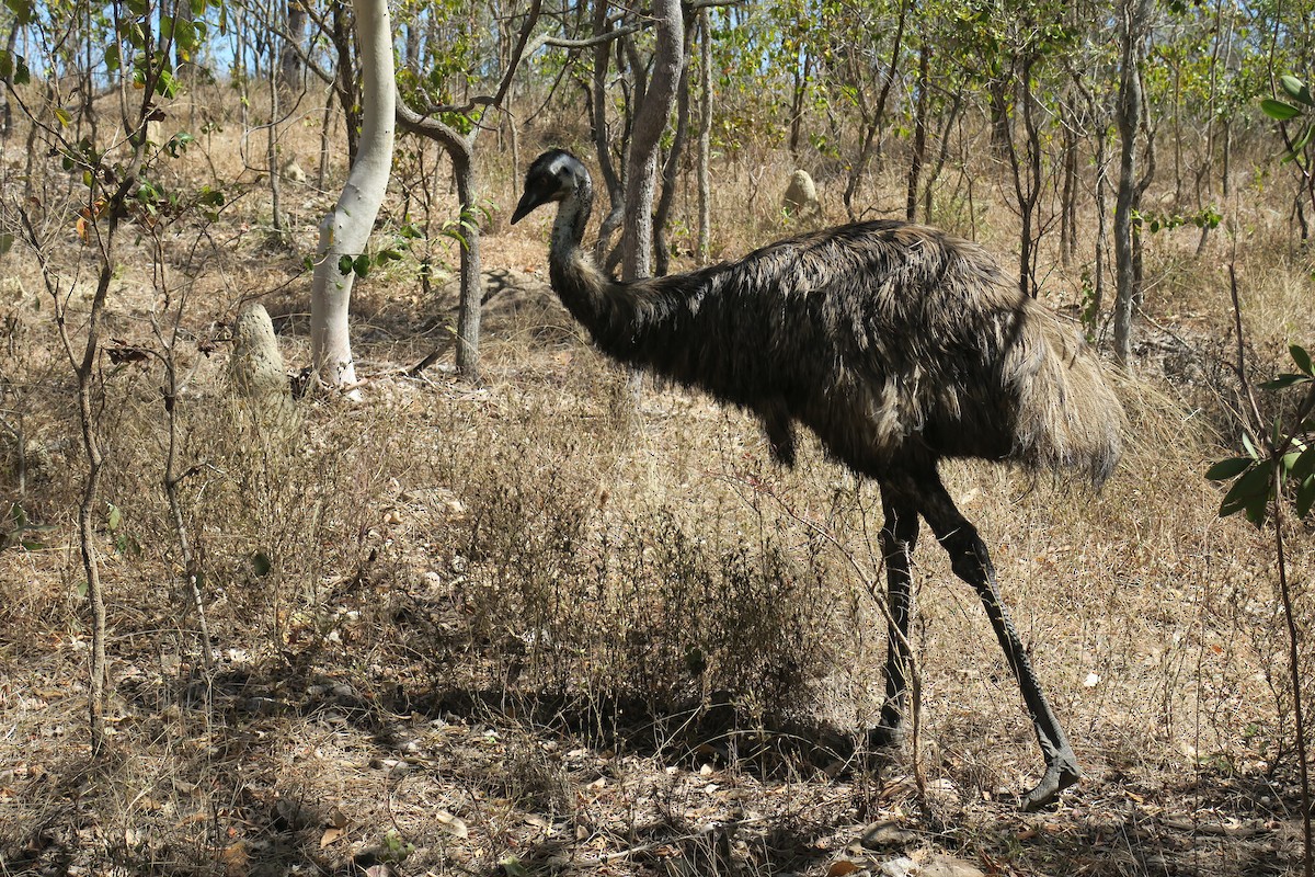 emu hnědý - ML638392512