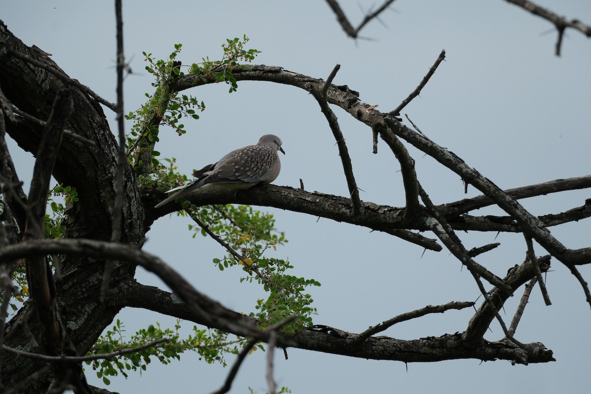 Spotted Dove - ML638392518