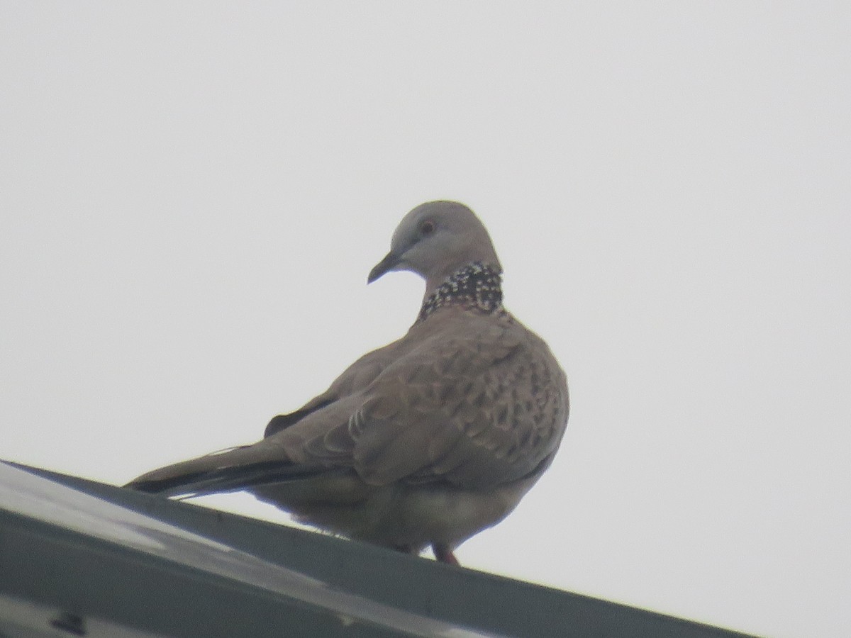 Spotted Dove (Eastern) - ML638392529